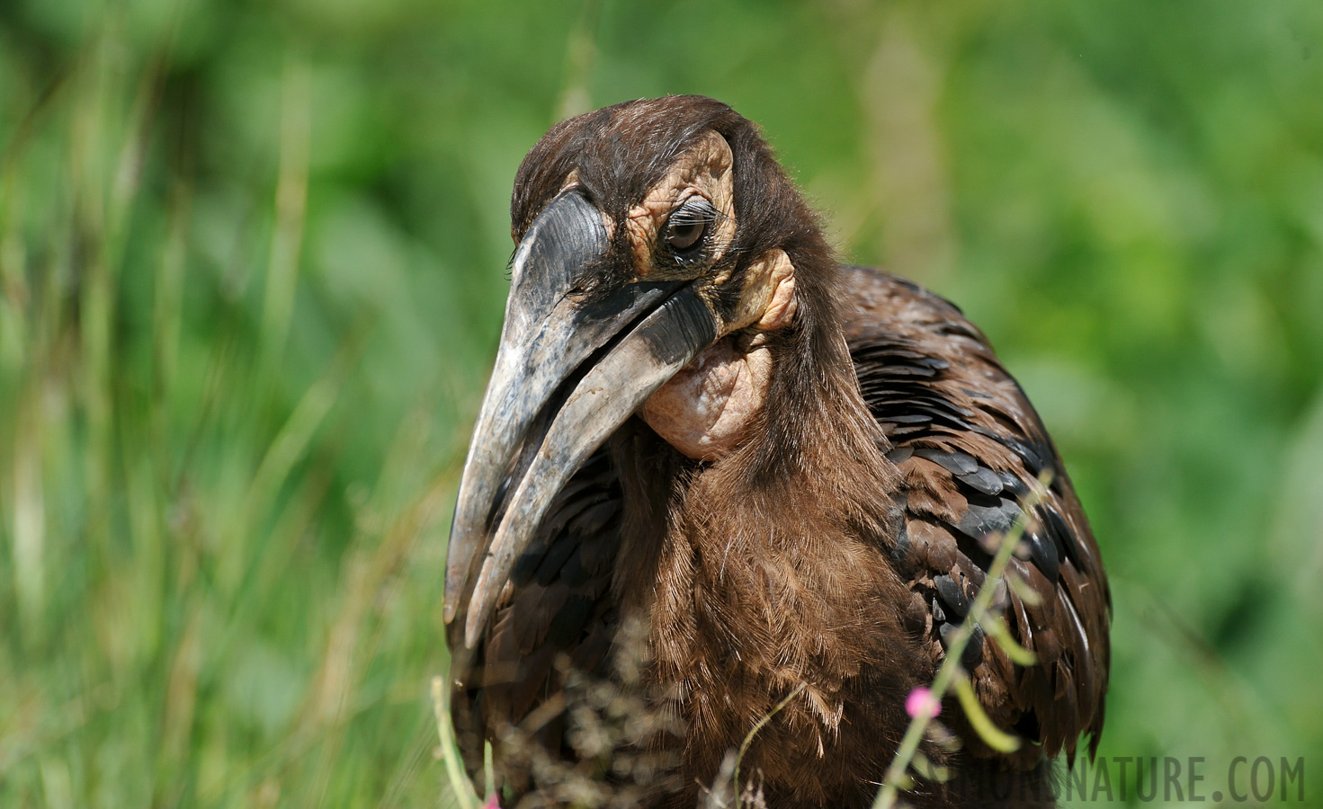 Bucorvus leadbeateri [550 mm, 1/1250 Sek. bei f / 8.0, ISO 1000]